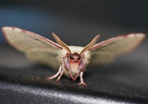 🦋 Moth Control And Moth Removal In Moorgate Ec2🏘️ | Pest2Kill