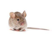 Mouse Control In Upminster π | Pest2Kill Mouse Control In Upminster π | Pest2Kill