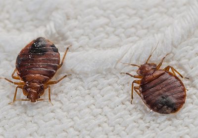 Bed Bugs - What You Need To Know | Pest2Kill Bed Bugs - What You Need To Know | Pest2Kill