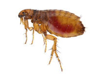 Flea Removal In Moorgate | Pest2Kill
