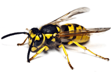 Facts About Wasps🐝 | Pest2Kill Facts About Wasps🐝 | Pest2Kill