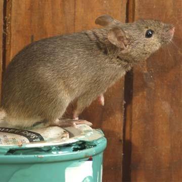 How To Prevent Rat Infestations | Pest2Kill How To Prevent Rat Infestations | Pest2Kill