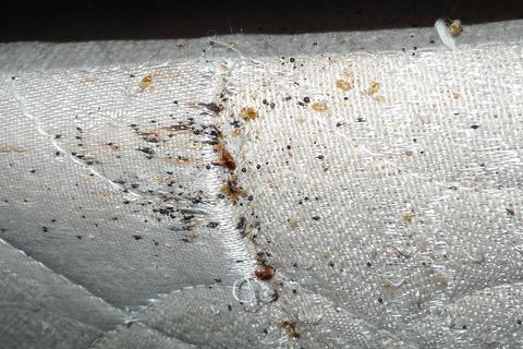 Why Do We Get Bed Bugs And Are They Dangerous To Humans?🪲 | Pest2Kill Bed Bug Removal Pest 2 Kill