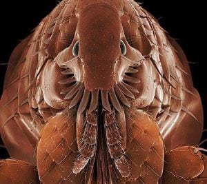 Flea Image