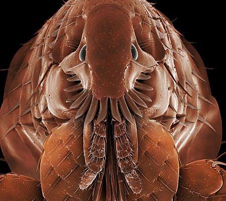How To Deal With A Flea Infestation | Pest2Kill