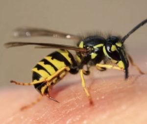 Wasp Nest Removal | Pest2Kill