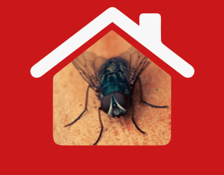 Hospitality Pest Control | Pest2Kill H_Fly