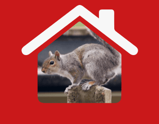 π Pest Control Services In Walthamstow π | Pest2Kill H_Squirrel