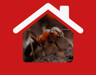 π Pest Control Services In Walthamstow π | Pest2Kill H_Ant