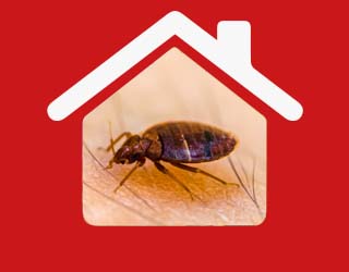 Hospitality Pest Control | Pest2Kill H_Bedbug