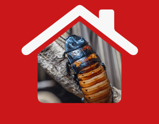 H_Cockroach