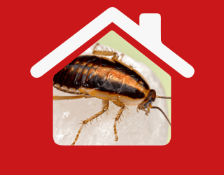 Flea Removal In Moorgate | Pest2Kill H_Flea