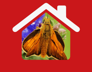 π¦ Moth Control And Moth Removal In Moorgate Ec2ποΈ | Pest2Kill H_Moth