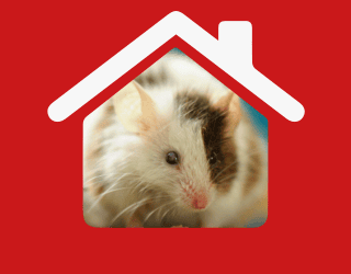 Mouse Control In Upminster π | Pest2Kill H_Mouse