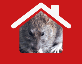 H_Rat