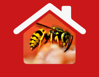 🐝Wasp Nest Removal In Hornchurch | Pest2Kill H_Wasp