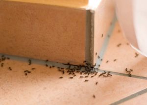 π Ant Control And Ant Removal In Bow E3ποΈπ | Pest2Kill Ants Control - Pest2Kill