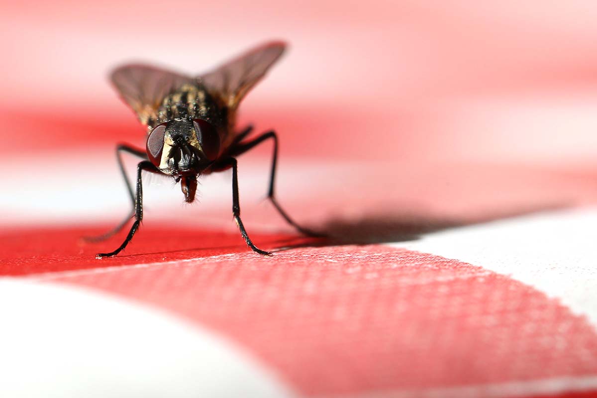 How To Get Rid Of Flies - Step By Step Guide 🦟 | Pest2Kill Flies Pest Control - Pest2Kill