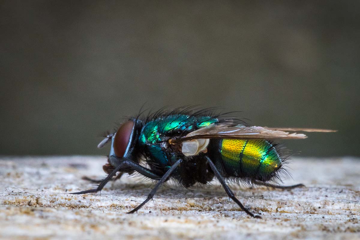 How To Get Rid Of Flies - Step By Step Guide 🦟 | Pest2Kill Flies Pest Control - Pest2Kill