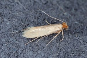 π¦ Moth Control And Moth Removal In Moorgate Ec2ποΈ | Pest2Kill Moths Pest Control - Pest2Kill