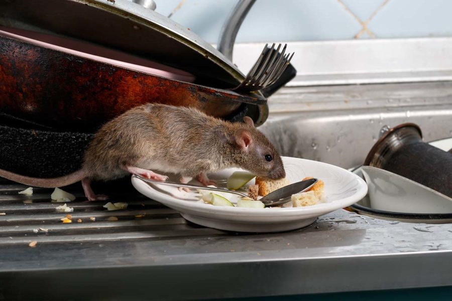 Are Rats Over Running London And Essex? 🐀 | Pest2Kill Rat Pest Control - Pest2Kill