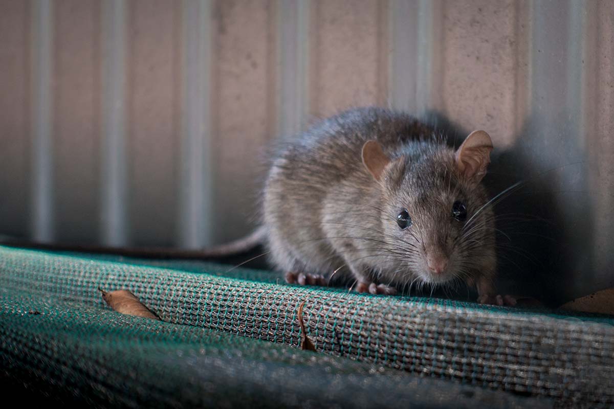 The Truth Behind Pest Control Myths | Pest2Kill Rat Pest Control - Pest2Kill