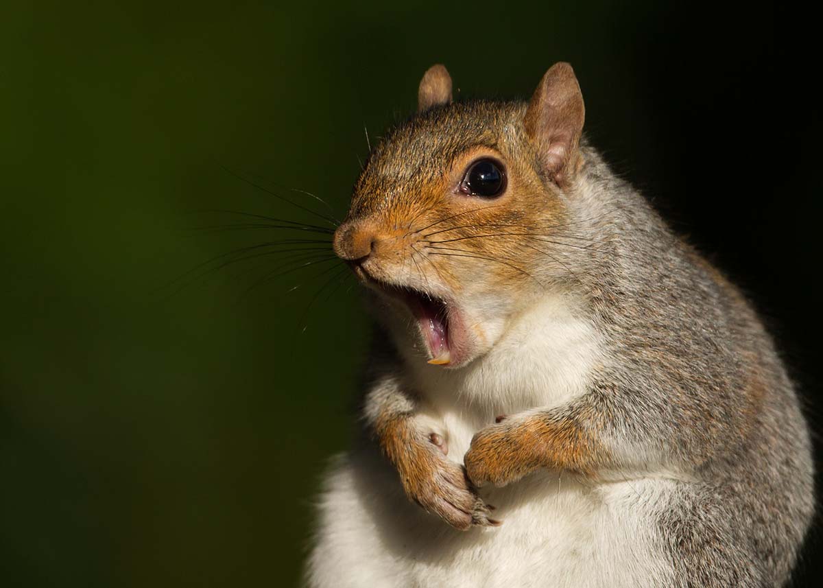 Squirrel Pest Control 2 - Pest2Kill