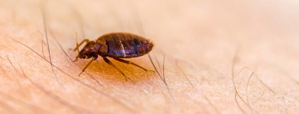Bed Bug Pest Control From Pest2Kill