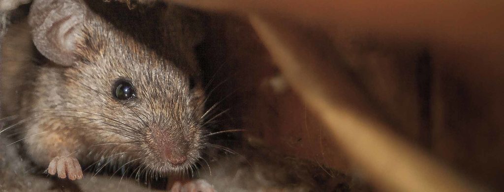 Mice Pest Control From Pest2Kill