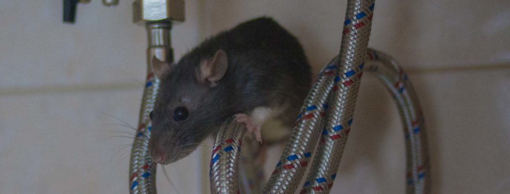 Is It Possible For Mice To Climb? ππ | Pest2Kill Is It Possible For Mice To Climb? ππ | Pest2Kill