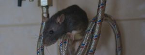 Mouse Control In Upminster 🐁 | Pest2Kill