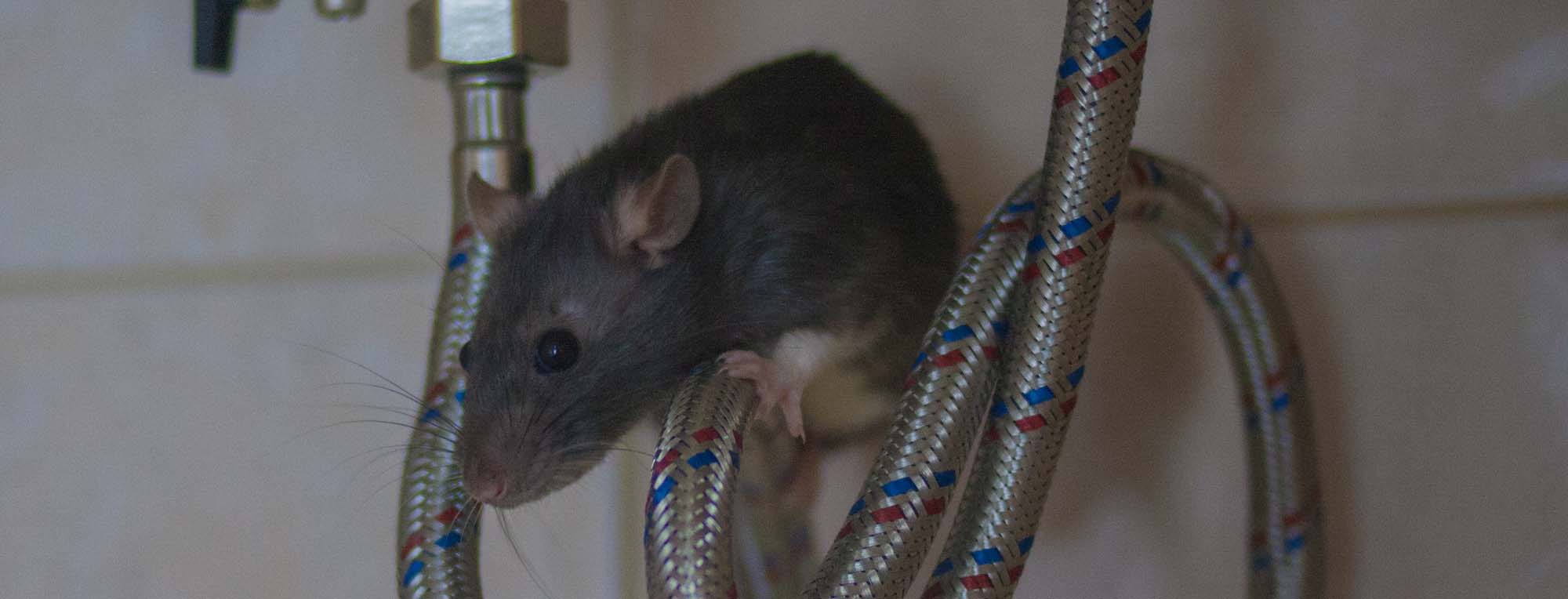 Top Ten Ways Mice Can Enter Your Home ๐๐ | Pest2Kill Top Ten Ways Mice Can Enter Your Home ๐๐ | Pest2Kill