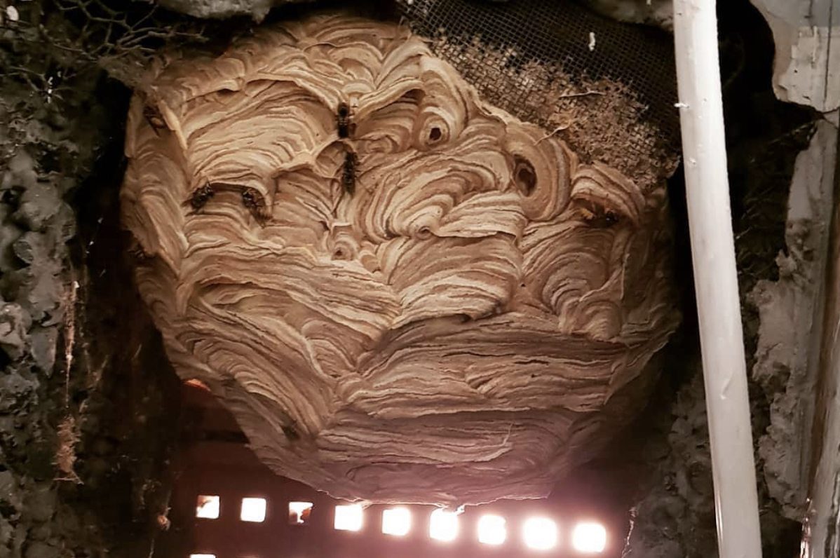 When Do Wasps Start To Nest Build?🐝 | Pest2Kill