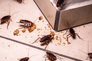 Cockroach Control | Pest2Kill Cockroach Control - Pest2Kill