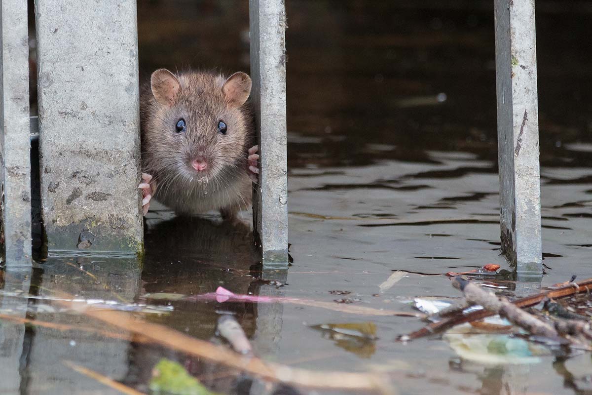 How To Prevent Rat Infestations | Pest2Kill Rat Pest Control - Pest2Kill