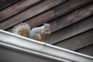 Squirrel Pest Control 2 - Pest2Kill