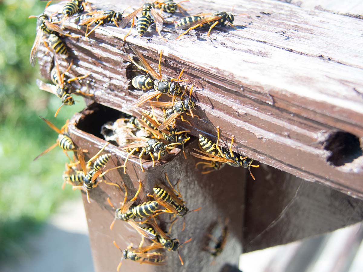 Why Do We Need Wasps?๐ | Pest2Kill Wasp Nest Removal 2 - Pest2Kill