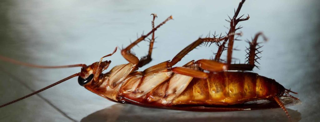 Cockroach Control From Pest2Kill