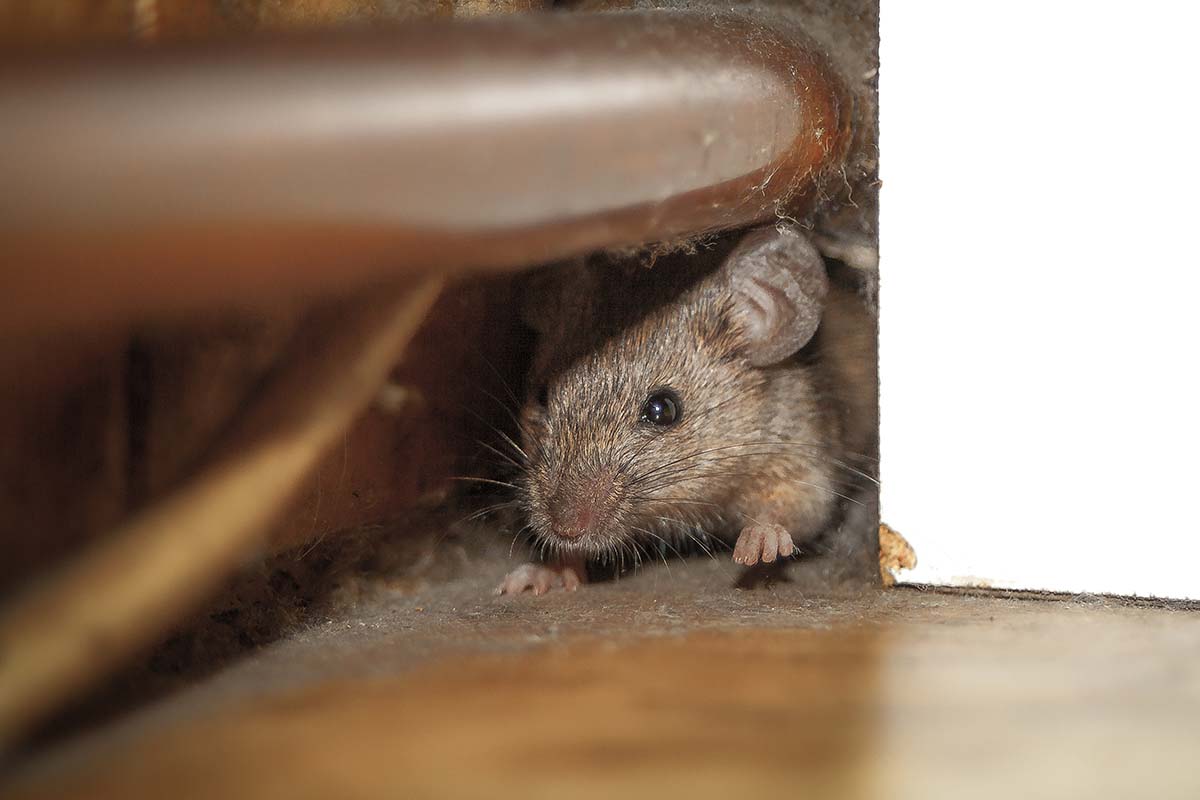 How To Tell If You Have Mice At Home | Pest2Kill Mouse Control - Pest2Kill