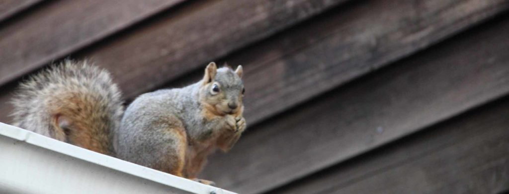 Squirrel Pest Control From Pest2Kill